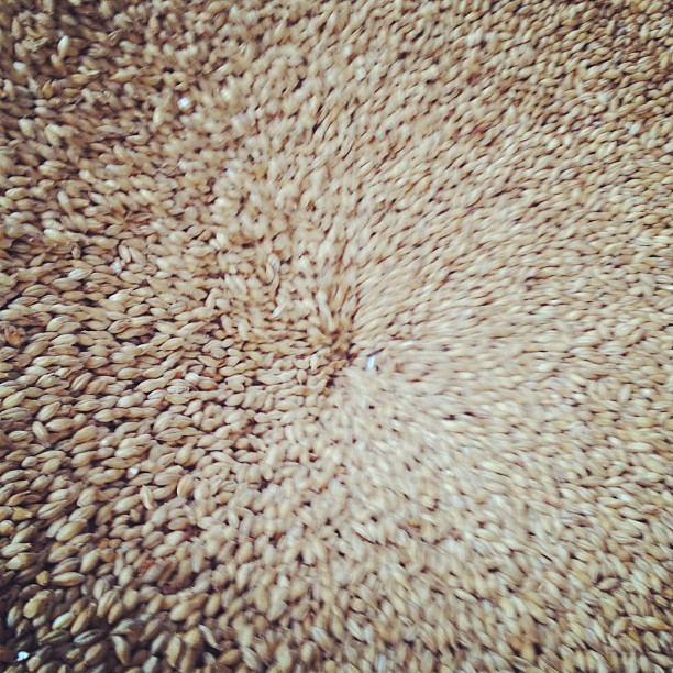 Milling grain for our Oktoberfest brew day tomorrow #thinktaste