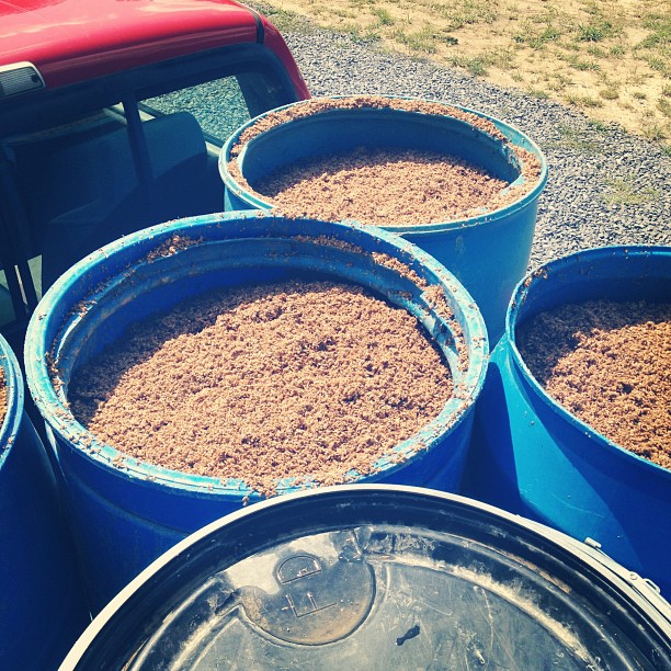 Oktoberfest spent grain headed to feed some hogs at Wulfsong Ranch in Marlinton West Virginia....thanks guys! #thinktaste