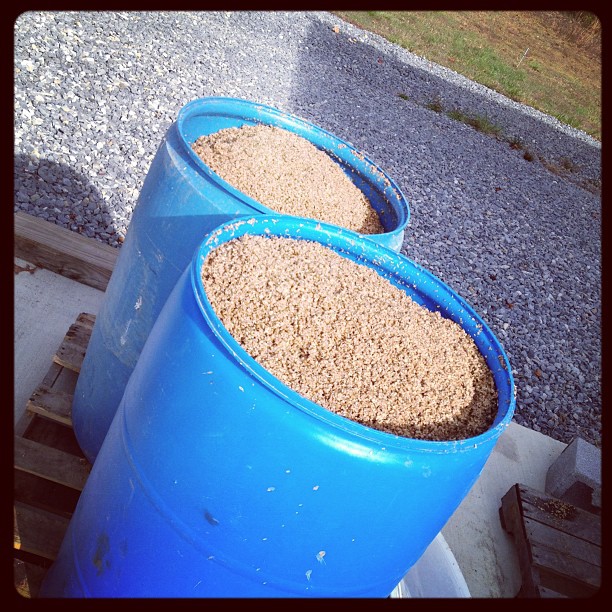 From mash tun to farm. Some fresh spent grain for some hungry hogs at Wulf Song Ranch!